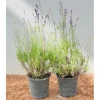 Lavandula Angustifolia Echter Lavendel Ca. 9x9 cm Topf