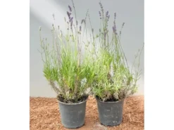 Lavandula Angustifolia Echter Lavendel Ca. 9x9 cm Topf