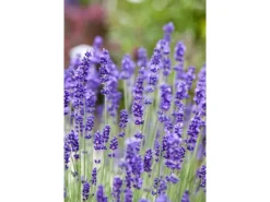 Lavandula Angustifolia Echter Lavendel Ca. 9x9 cm Topf