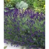 Lavandula Angustifolia Echter Lavendel Siesta Ca 9x9 cm Topf