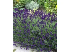 Lavandula Angustifolia Echter Lavendel Siesta Ca 9x9 cm Topf