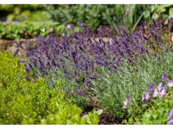 Lavandula Angustifolia Echter Lavendel Siesta Ca 9x9 cm Topf