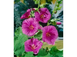 Lavatera X Olbia Buschmalve Ca. 11x11 cm Topf