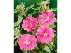 Lavatera X Olbia Buschmalve Ca. 11x11 cm Topf