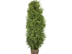 Lebensbaum "Brabant" Set à 20 Stück Höhe ca. 180 - 200 cm Ballenware Thuja