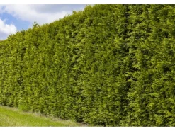 Lebensbaum "Brabant" Set à 20 Stück Höhe ca. 180 - 200 cm Ballenware Thuja