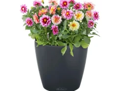 Lechuza® Pflanzgefäß Classico Color Ø 59 cm x 56 cm Schiefergrau