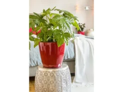 Lechuza® Pflanzgefäß Classico Premium LS Ø 22 cm x 21 cm Scarlet Rot hochglanz