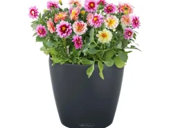 Lechuza® Pflanzgefäß Classico Color 43 Schiefergrau Ø 43 cm