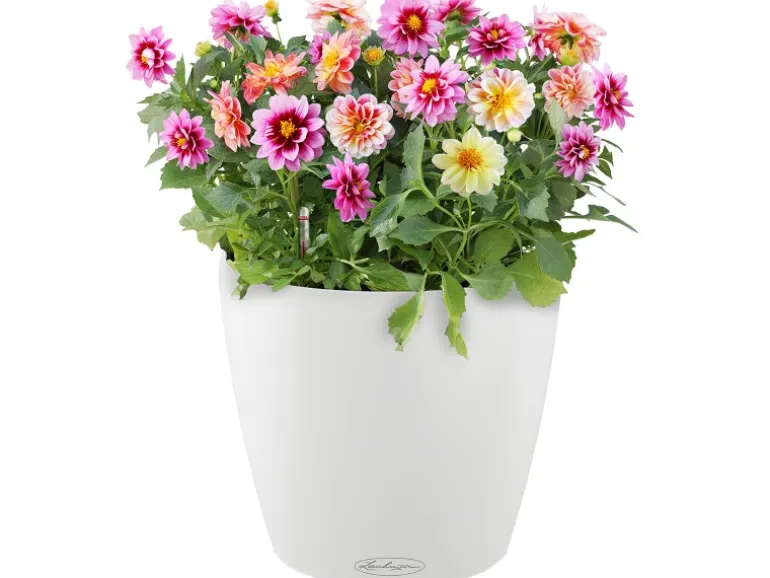 Lechuza® Pflanzgefäß Classico Color 35 Weiß Ø 35 cm