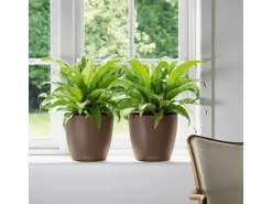 Lechuza® Pflanzgefäß Classico Color 35 Muskat Ø 35 cm