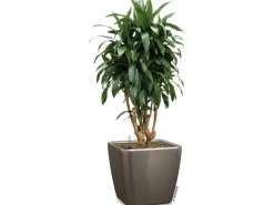 Lechuza® Pflanzgefäß Quadro Premium LS 35 cm x 35 cm x 33 cm Taupe hochglanz