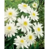Leucanthemum X Superbum Margerite Christine Hagemann Ca 9x9 cm Topf