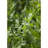 Levisticum Officinale Liebstöckel Ca. 9x9 cm Topf