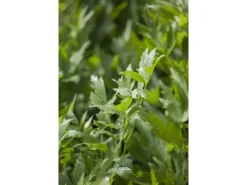 Levisticum Officinale Liebstöckel Ca. 9x9 cm Topf