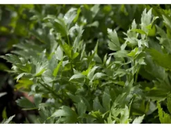 Levisticum Officinale Liebstöckel Ca. 9x9 cm Topf