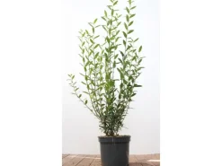 Ligustrum vulgare 'Atrovirens' 100-125 cm