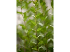 Ligustrum vulgare 'Atrovirens' 100-125 cm