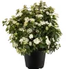 Lorbeer-Schneeball Weiß Höhe ca. 20 - 30 cm Topf ca. 1 l Viburnum tinus