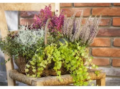 Lysimachia Nummularia Pfennigkraut Ca. 9x9 cm Topf