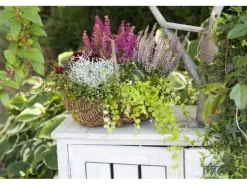 Lysimachia Nummularia Pfennigkraut Ca. 9x9 cm Topf