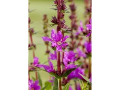 Lythrum Salicaria Blutweiderich Ca. 9x9 cm Topf