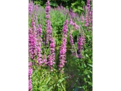 Lythrum Salicaria Blutweiderich Ca. 9x9 cm Topf