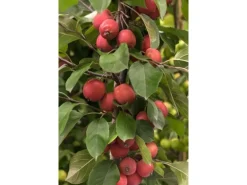 Malus Eleyi Zierapfel Rotblühend 60–100 cm