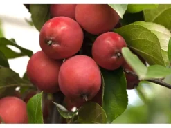 Malus Eleyi Zierapfel Rotblühend 60–100 cm