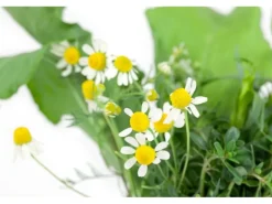 Matricaria Recutita Echte Kamille Ca. 9x9 cm Topf