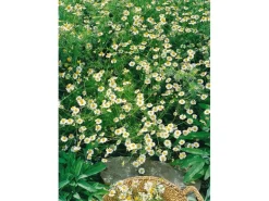 Matricaria Recutita Echte Kamille Ca. 9x9 cm Topf