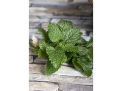 Melissa Officinalis Zitronenmelisse Ca. 11x11 cm Topf