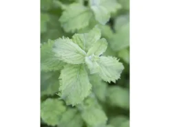 Mentha Sp. Mojito Minze Ca. 11x11 cm Topf