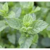 Mentha Spicata Maroccan Grüne Minze Ca. 9x9 cm Topf