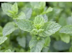 Mentha Spicata Maroccan Grüne Minze Ca. 9x9 cm Topf