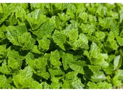 Mentha Spicata Maroccan Grüne Minze Ca. 9x9 cm Topf