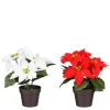 Mica Decorations Poinsettia In Topf 19 cm Rot-Weiß 2-fach Sortiert