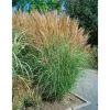 Miscanthus Sinensis Goliath Chinaschilf Ca. 11x11 cm Topf