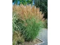 Miscanthus Sinensis Goliath Chinaschilf Ca. 11x11 cm Topf