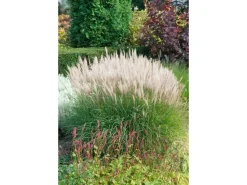 Miscanthus Sinensis Sarabande Chinaschilf Ca. 11x11 cm Topf