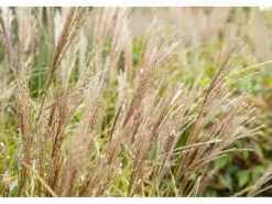 Miscanthus Sinensis Sarabande Chinaschilf Ca. 11x11 cm Topf