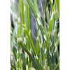Miscanthus Sinensis Strictus Zebragras Ca. 11x11 cm Topf