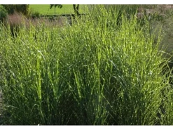 Miscanthus Sinensis Strictus Zebragras Ca. 11x11 cm Topf