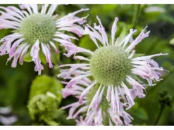 Monarda Fistulosa Fishes Wilde Bergamotte Ca. 9x9 cm Topf