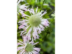 Monarda Fistulosa Fishes Wilde Bergamotte Ca. 9x9 cm Topf