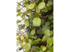 Muehlenbeckia Axillaris Kriechende Schönfrucht Ca. 9x9 cm Topf