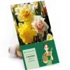 Narzissen GefüllteMischung 15 Stück Narcissus double Mixed