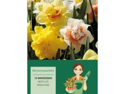 Narzissen GefüllteMischung 15 Stück Narcissus double Mixed