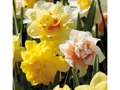 Narzissen GefüllteMischung 15 Stück Narcissus double Mixed
