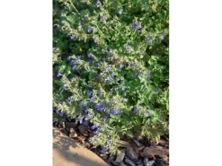 Nepeta Cataria Katzenminze Ca. 9x9 cm Topf